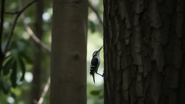 Climbing birds are essential for health of Paraguayan woodlands, threatened by deforestation